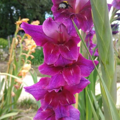 Gladiolus Flevo Eyes