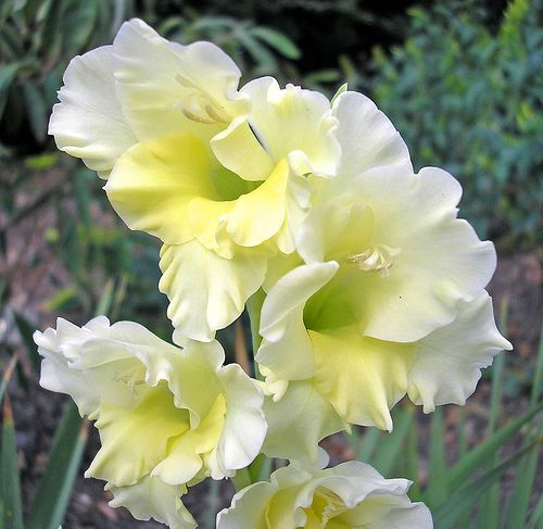 Gladiolus Flevo Jive
