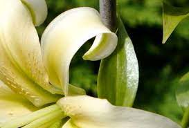 Oriental-Trumpet Lily, OT Hybrid, Orienpet Lily Allegretto