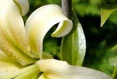 Oriental-Trumpet Lily, OT Hybrid, Orienpet Lily 'Allegretto'