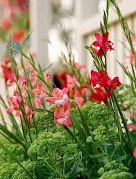 Gladiolus, Miniature Gladiola Charming Beauty