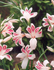Hardy Gladiolus, Dwarf Gladiolus