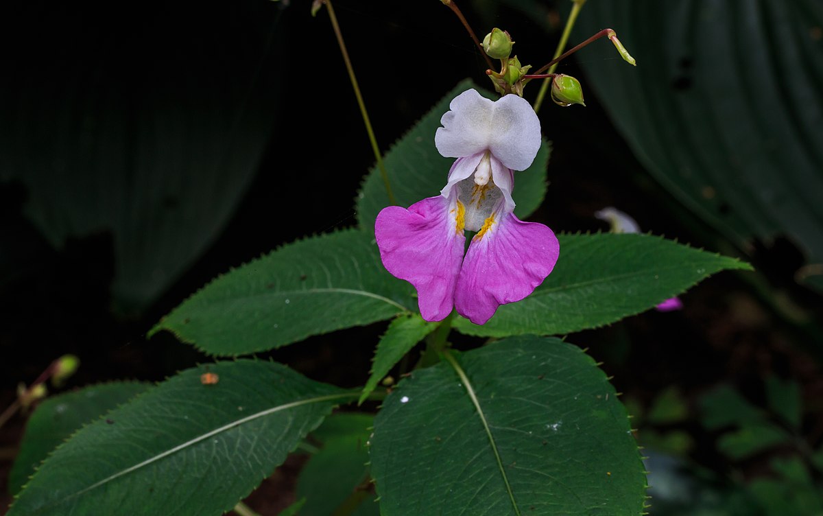 Impatiens Species
