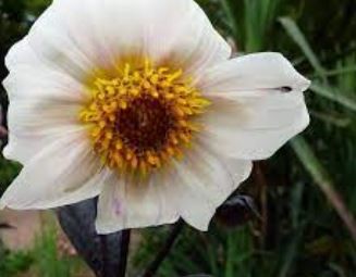 Single Flowered Border Dahlia Twynings Chocolate