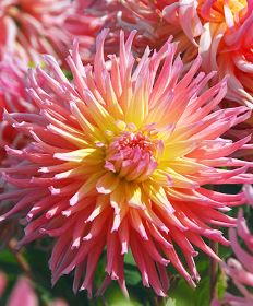 Dwarf, Semi-Cactus Dahlia Lakeland Sunset