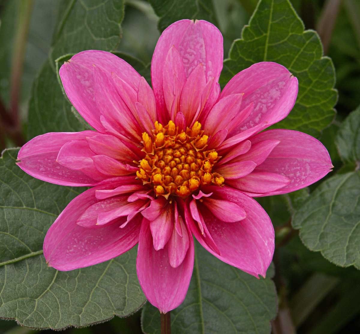 Collarette Dahlia Twynings Pink Fish