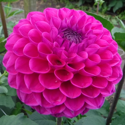 Miniature Decorative Dahlia Lilac Marston