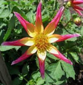 Orchid Dahlia, Star-Stellar Dahlia Juuls Allstar