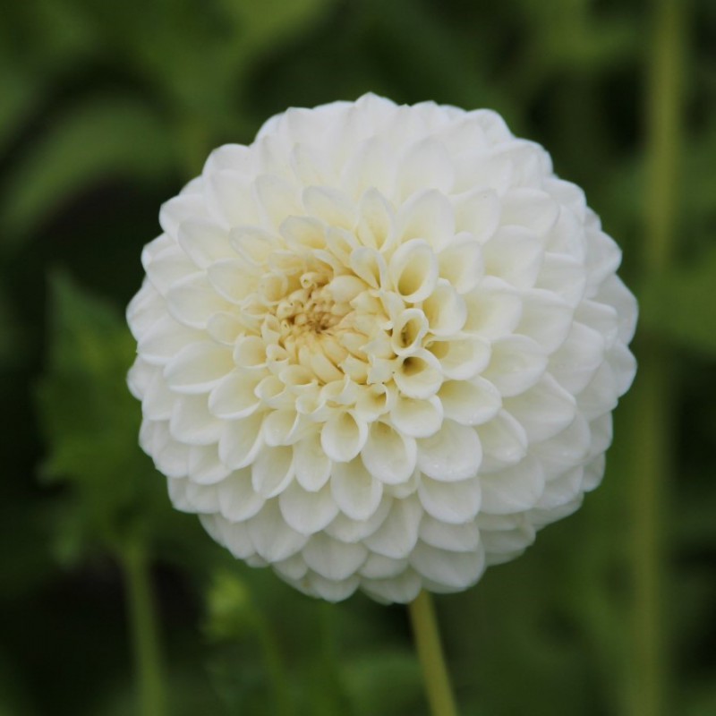 Miniature Ball Dahlia Ryecroft Jan