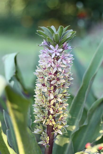 Eucomis Species, Pineapple Lily
