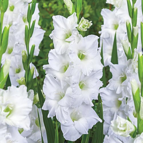 Gladiolus, Gladiola White Prosperity