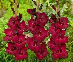 Gladiolus Espresso