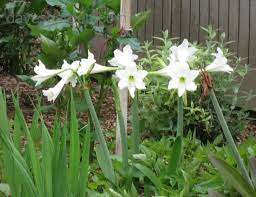 Hippeastrum, Amaryllis Amputo