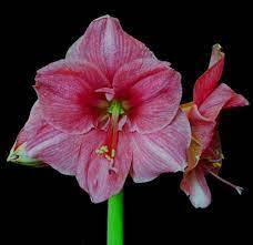Amaryllis 'Milady'
