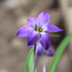 Ipheion, Spring Starflower 'Froyle Mill'