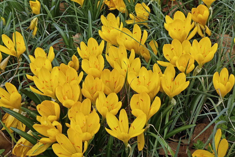 Autumn Crocus, Autumn daffodil