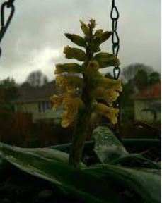 Lachenalia, Wild Hyacinth Romaud