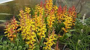 Lachenalia, Wild Hyacinth Ronina