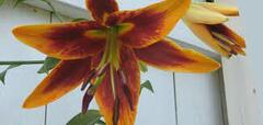 Oriental-Trumpet Lily, OT Hybrid, Orienpet Lily 'American Original'