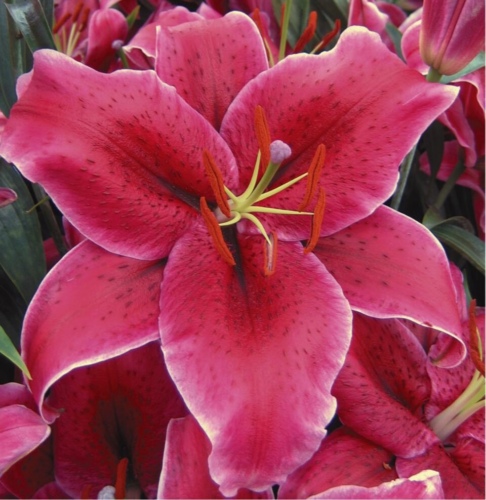 Oriental Lily Rio Negro