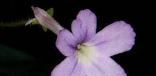 Sinningia Species, Microminiature Sinningia