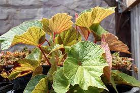 Begonia, Tuberous Begonia Torsa
