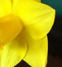 Trumpet Narcissus, Trumpet Daffodil 'Goldfinger'