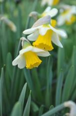 Trumpet Narcissus, Trumpet Daffodil 'Karelia'