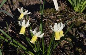 Cyclamineus Narcissus, Cyclamen Daffodil Lemon Silk