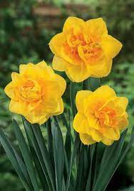 Double Narcissus, Double Daffodil Sherborne