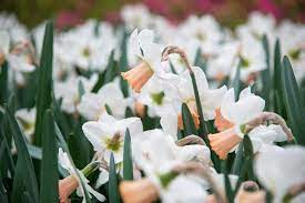 Cyclamineus Narcissus, Cyclamen Daffodil Cotinga