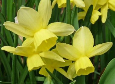 Triandrus Narcissus, Triandrus Daffodil, Angels Tears Stint