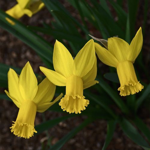Cyclamineus Narcissus, Cyclamen Daffodil The Alliance