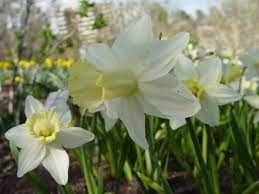 Cyclamineus Narcissus, Cyclamen Daffodil Toby the First