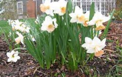 Long-cupped Narcissus, Large-cupped Daffodil Vie en Rose
