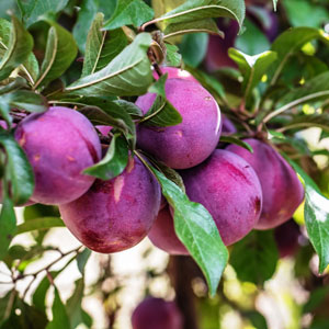 Freesia Plum Scrumptious