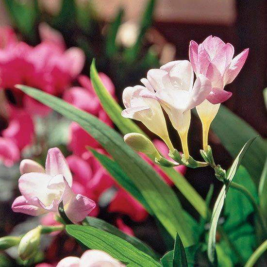 Freesia East of Eden