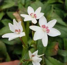 Freesia Shelly
