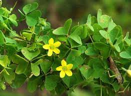 Oxalis Species, Wood Sorrel