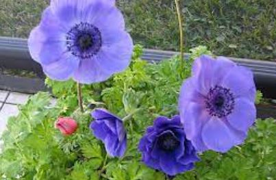 Anemone, Grecian Windflower, Poppy Anemone Monarch de Caen Mix