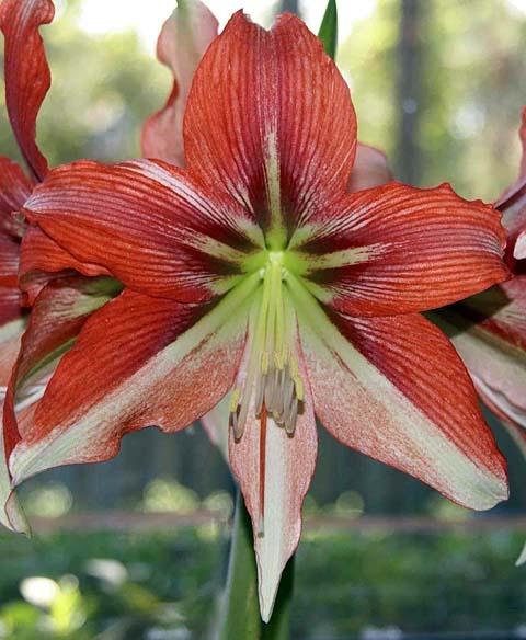 Amaryllis Grandeur