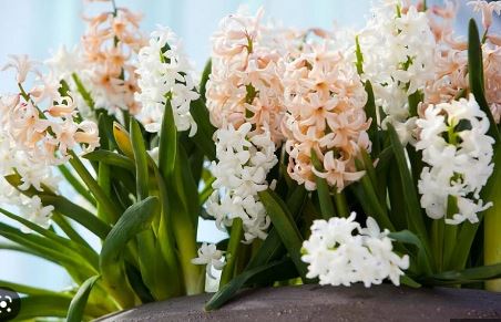 Hyacinthus, Dutch Hyacinth Apricot Passion