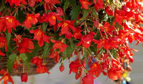 Begonia, Tuberous Begonia, Bolivian Begonia Bertini