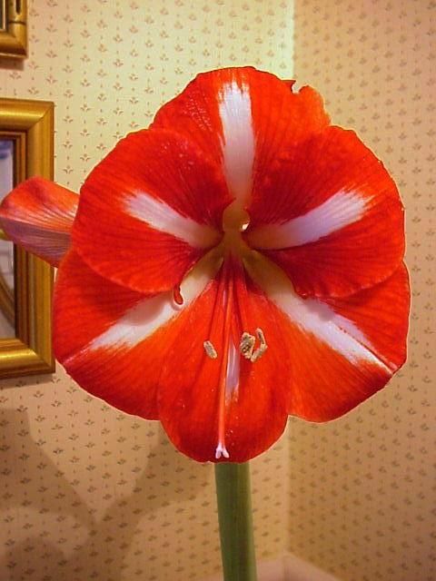 Amaryllis Acapulco