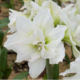 Hippeastrum, Amaryllis White Nymph