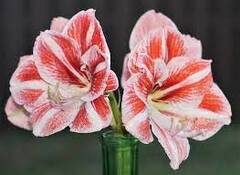 Amaryllis 'United Nations'