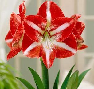 Hippeastrum, Amaryllis Stargazer