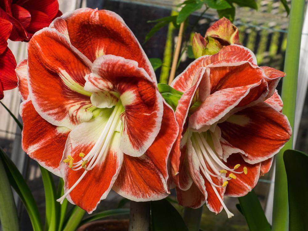 Amaryllis Prelude