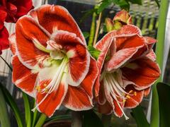 Amaryllis 'Prelude'