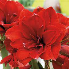 Amaryllis Double Dragon